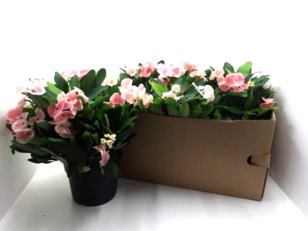 Euphorbia milii rosa