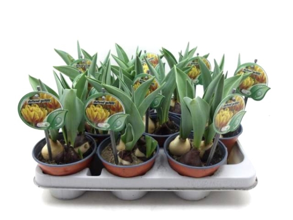 Tulpe "Duft" gelbrot