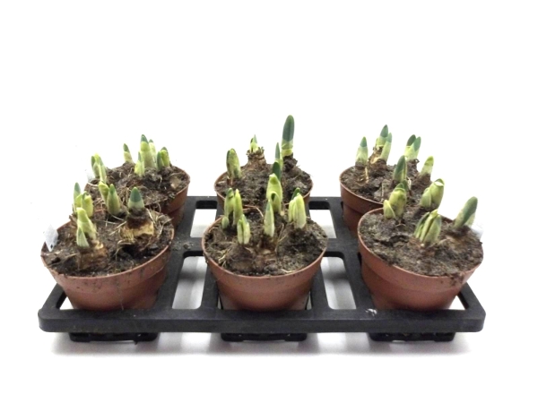 Narcissus großblumig