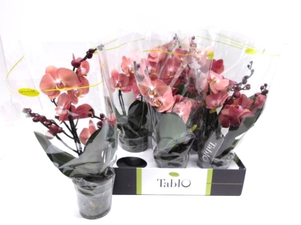 Phalaenopsis "Tablo" 2 Rispen terracotta