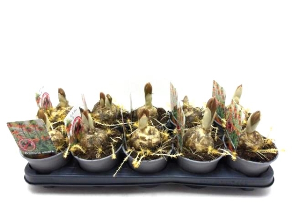 Fritillaria imper. "Aurora"