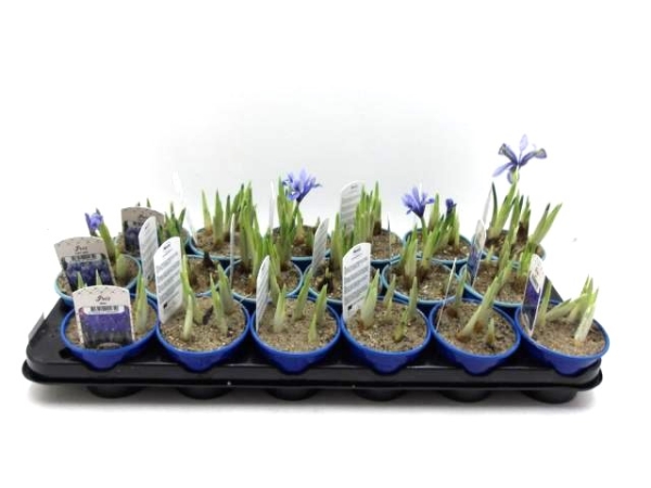 Iris sibirica Mix