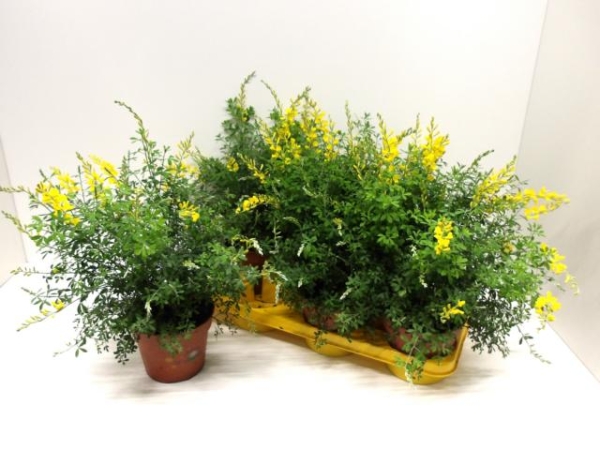 Genista spachiana