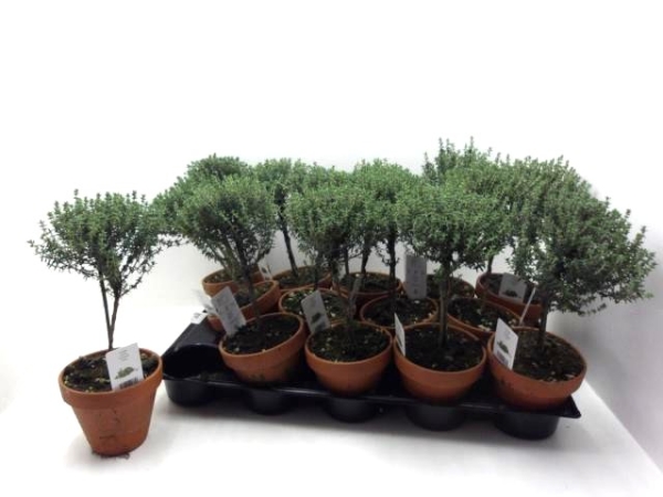 Thymus Stämmchen Tontopf