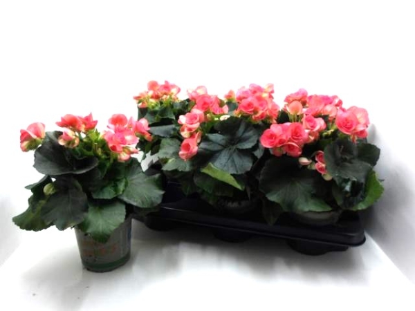 Begonia elatior rosa