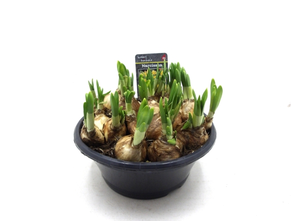 Zwiebelschale Narcissus "Tete a Tete"