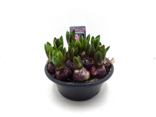 Zwiebelschale Hyazinthe rosa