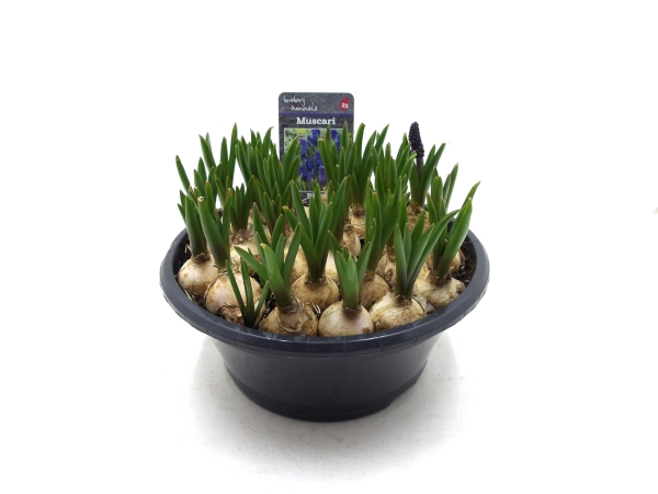 Zwiebelschale Muscari blau