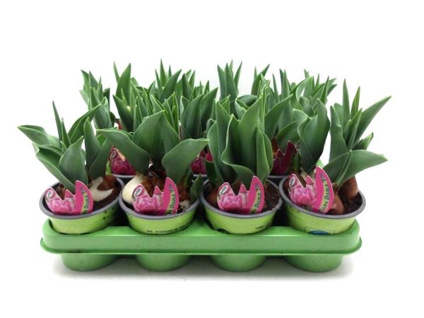 Tulpe  pink gefüllt "Double You"