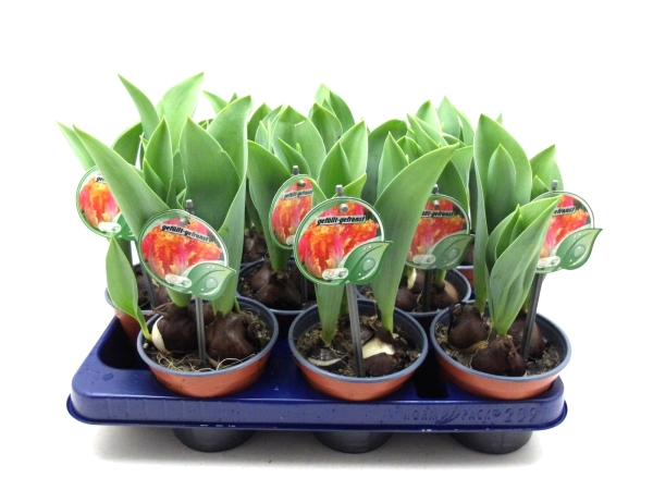 Tulpe gefüllt gefranst orangegelb