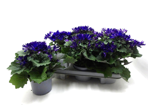 Pericallis cruentos nachtblau