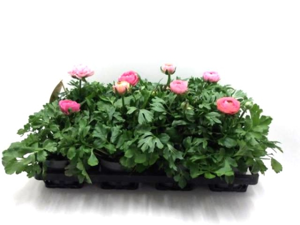 Ranunculus rosa