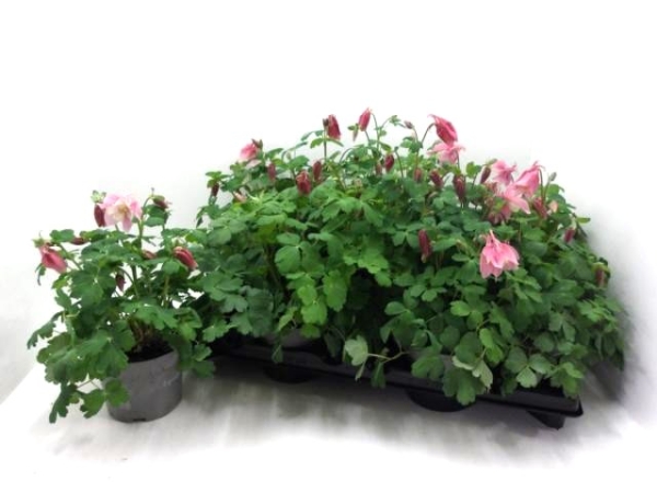 Aquilegia caerulea rosa