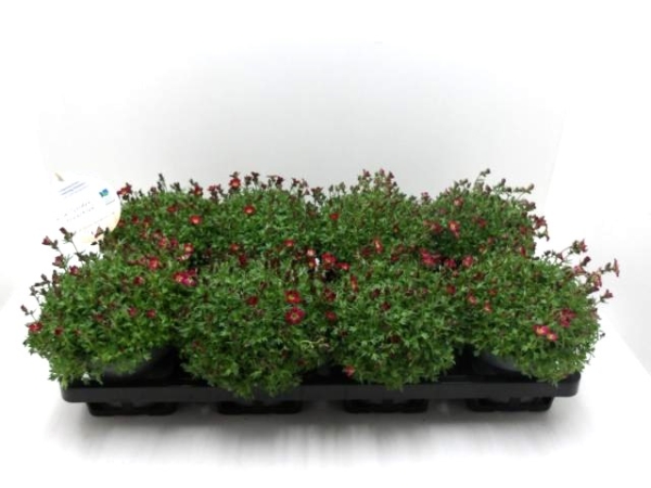 Saxifraga arendsii rot