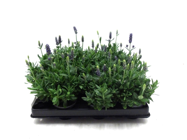 Mini Lavandula ang.