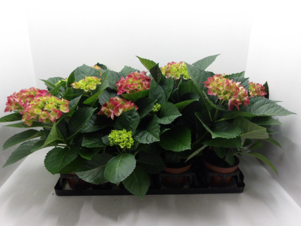 Hydrangea mac. midi rot
