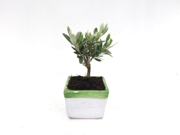 Olea in Keramik weiß-grün