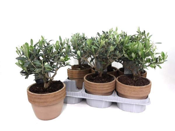 Olea in Deko-Steintopf