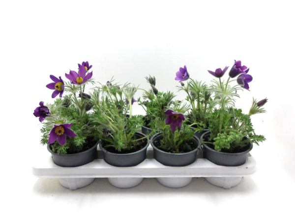 Pulsatilla vulgaris blau