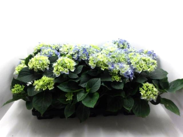 Hydrangea mac. midi blau