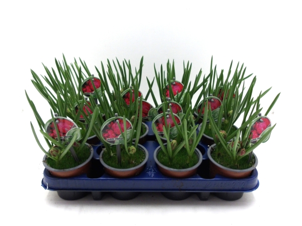 Wildtulpe rot gefüllt