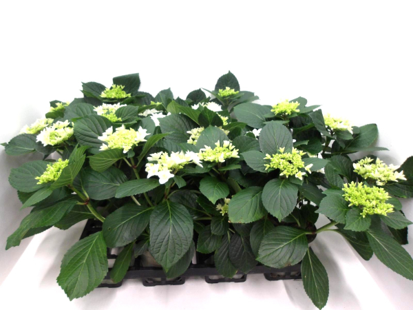 Hydrangea macr. weiß