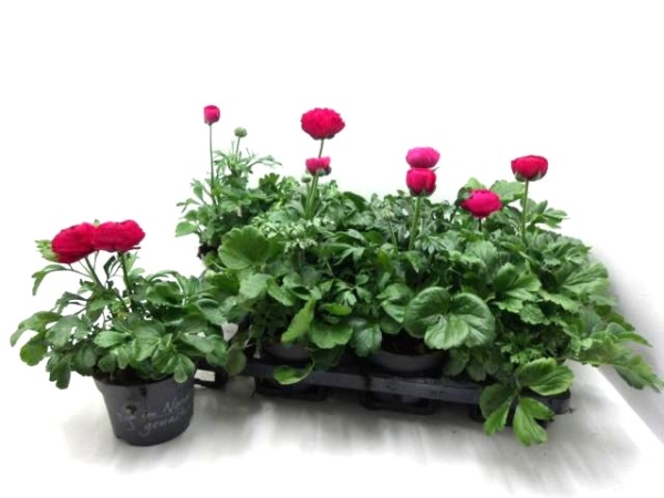 Ranunculus pink
