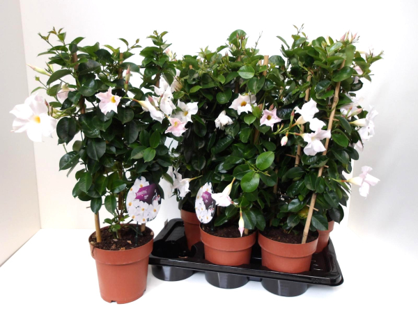 Mandevilla Spalier zartrosa/weiß