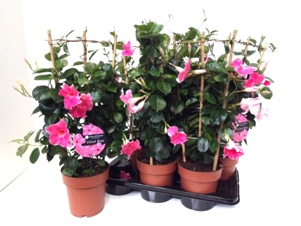 Mandevilla Spalier pink