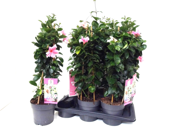 Mandevilla Pyramide rosa