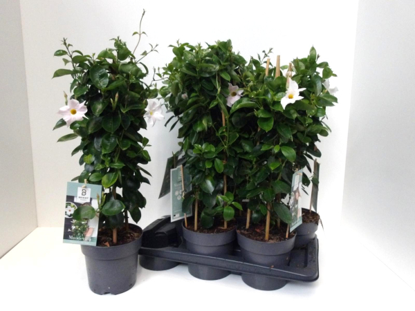 Mandevilla Pyramide zartrosa/weiß