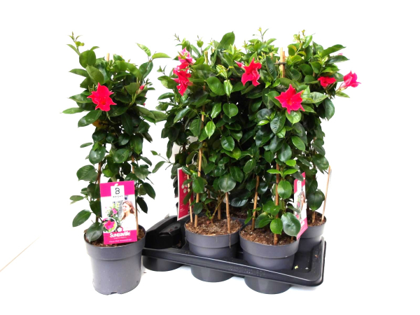 Mandevilla Pyramide rot