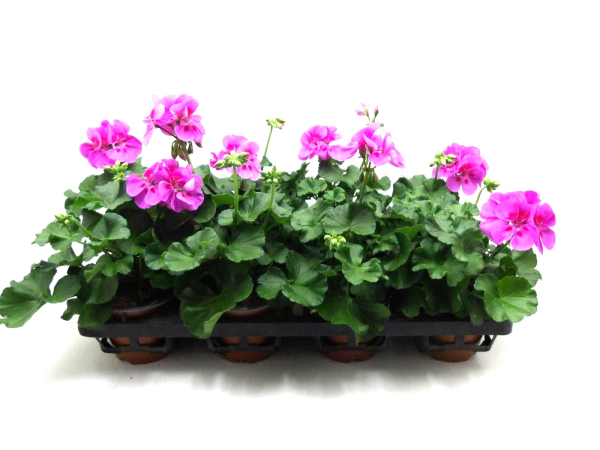Pelargonium zonale Lilatöne