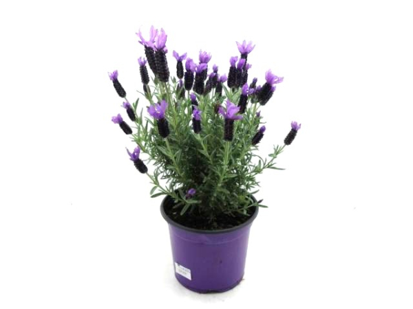 Lavandula stoechas Kübel