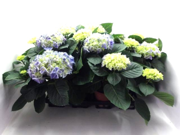 Hydrangea macr. blau