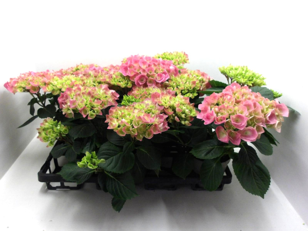 Hydrangea macr. pink