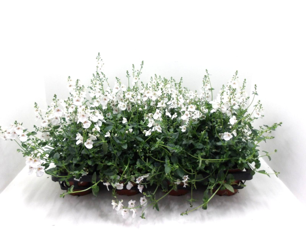 Diascia weiß