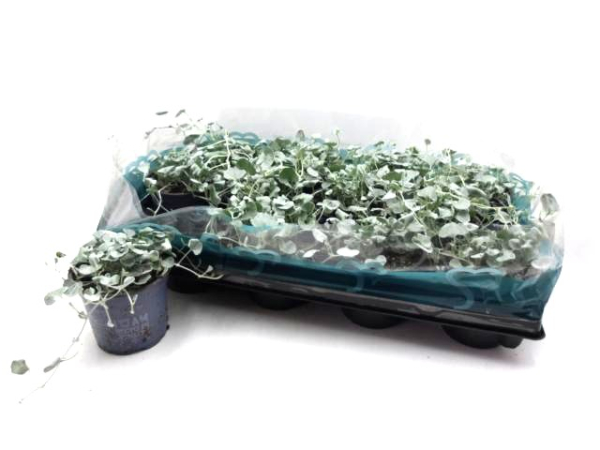 Dichondra argentea