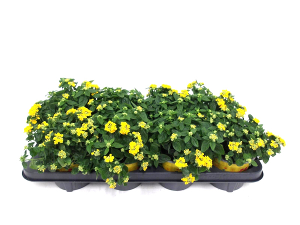 Lantana camara gelb