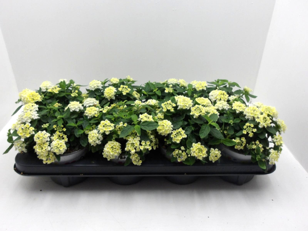 Lantana camara weiß