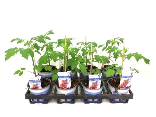 Tomate veredelt "Solena Sweet Red"