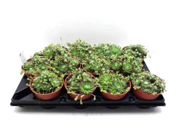 Sempervivum arach.