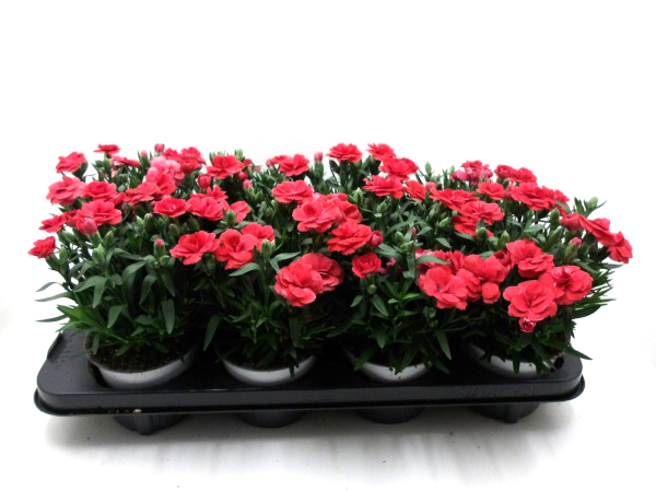 Dianthus caryophyllus orangerot