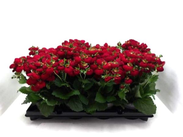 Calceolaria "Calynopsis" rot