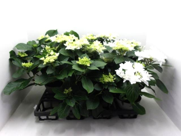 Hydrangea macr. "Stern" weiß