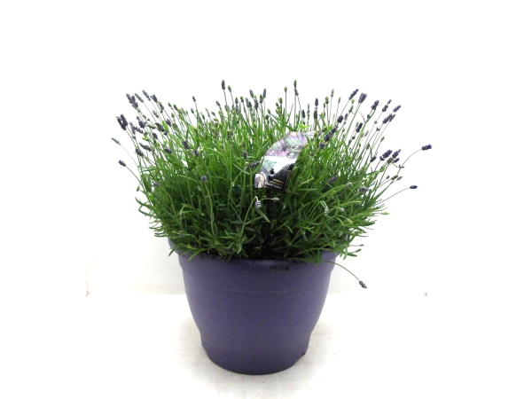 Lavandula ang. Kübel