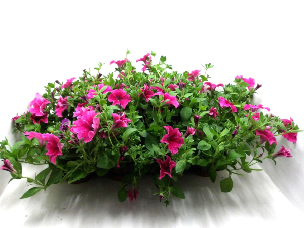 Petunia