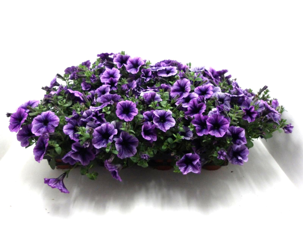 Petunia