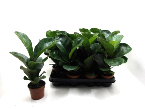 Ficus lyrata Bambino