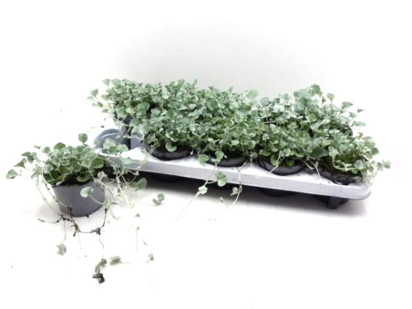 Dichondra argentea